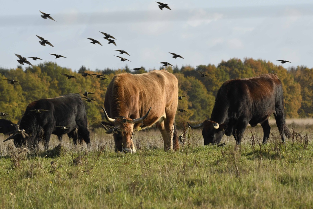 In het spoor van de grazers